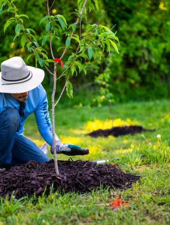 This Budget-Friendly Mulch Is Actually Acidifying Your Soil