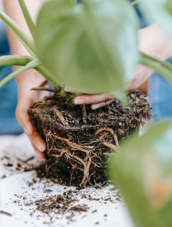 Experts Say This “Zero-Waste” Garden Hack Is Spreading Root Rot