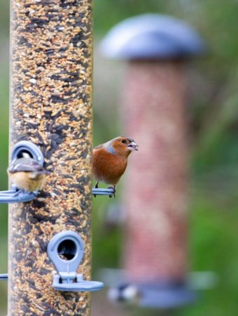 These Birdseed Additives Are Spreading Salmonella — Wildlife Officials Sound the Alarm