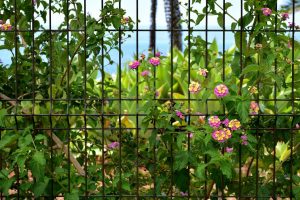 A Decorative Garden Fence Could Violate Local Wildlife Protection Laws