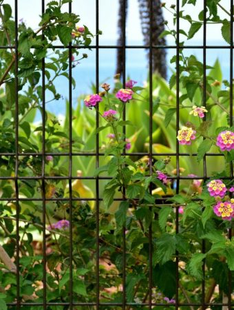 A Decorative Garden Fence Could Violate Local Wildlife Protection Laws