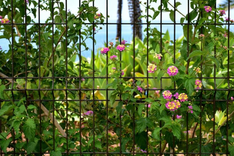 A Decorative Garden Fence Could Violate Local Wildlife Protection Laws