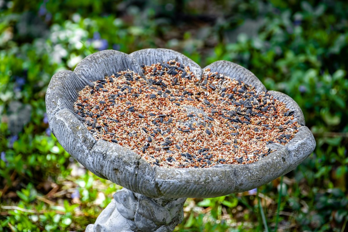 These Birdseed Additives Are Spreading Salmonella — Wildlife Officials Sound the Alarm