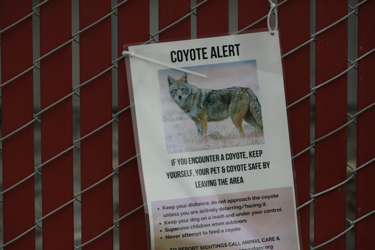 The Garden Feature That Attracts Coyotes to Suburban Backyards