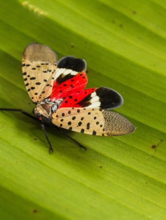 NC State Agriculture Officials Issue New Alert About an Invasive Pest Moving Into Backyards