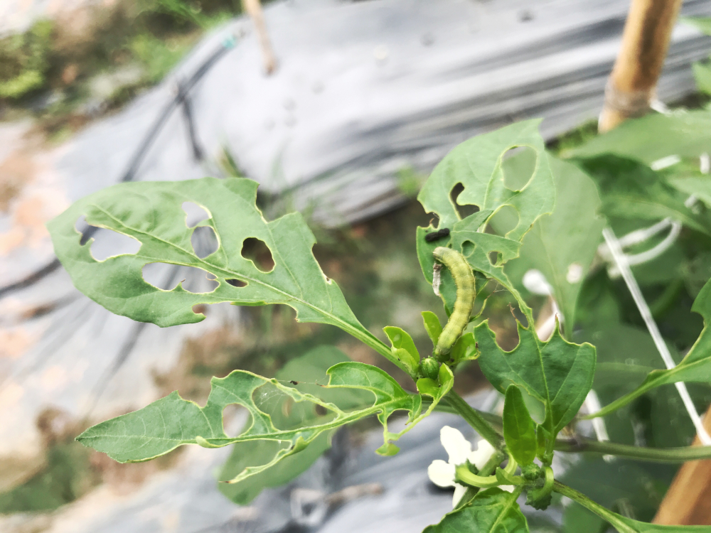 The Pest That’s Wiping Out Backyard Tomatoes in Georgia — And How to Stop It Cheaply