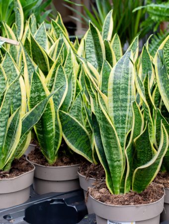 These Are 8 Houseplants That Don't Need A Lot Of Light