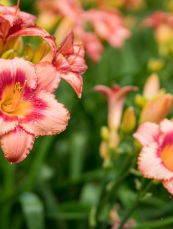 You'll Never Be Able To Get Rid Of These 5 Plants Once They're In The Ground