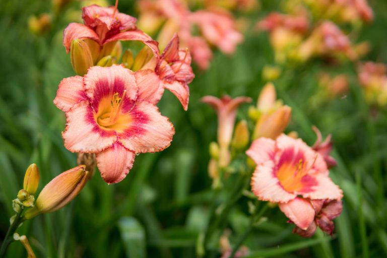 You'll Never Be Able To Get Rid Of These 5 Plants Once They're In The Ground