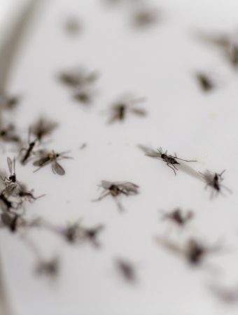 Experts Say Houseplant Soil Mix Is Causing Gnat Infestations