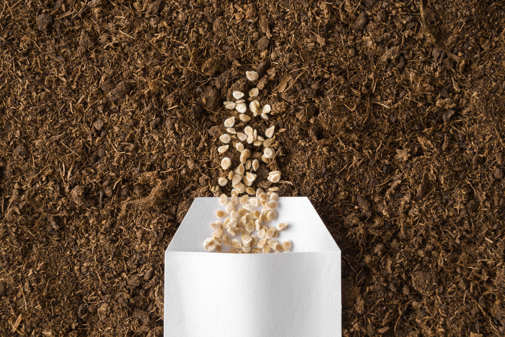 These Are 5 Tips For Successfully Reviving 100 Year Old Tomato Seeds