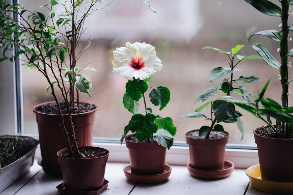 These Are 7 Sun-Loving Houseplants That Actually Refuse To Die In Direct Light