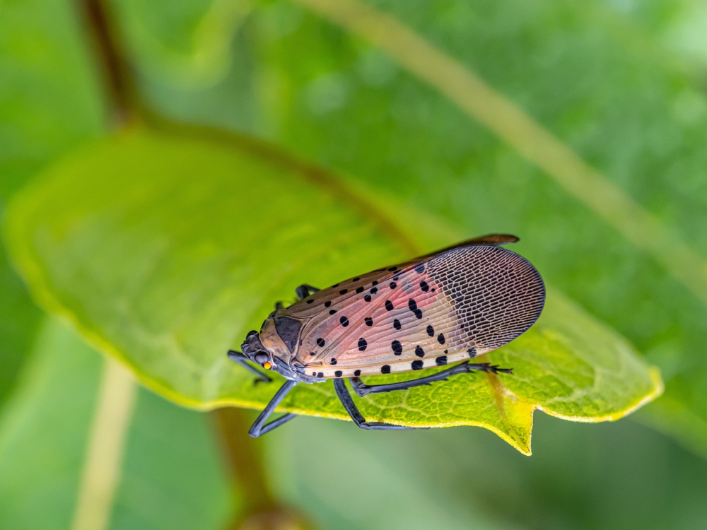 NC Agriculture Officials Warn: This Invasive Pest Is Now in Residential Gardens
