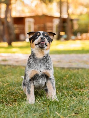 Experts Warn: Your Compost Pile Could Be Dangerous for Pets
