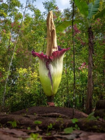 These Are 5 Rare Plants That Will Make Your Neighbors Jealous — If You Can Find Them