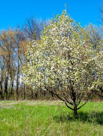 Planting This Invasive Species Is Illegal In South Carolina