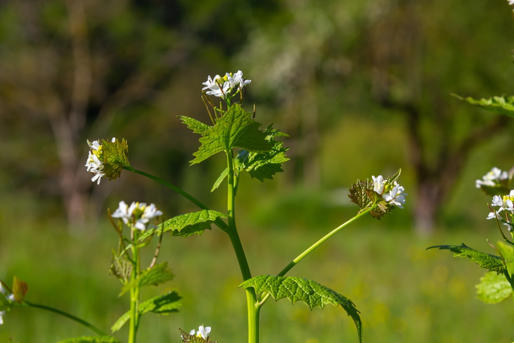 Homeowners in These 5 States Are Being Fined for Growing This “Invasive” Flower