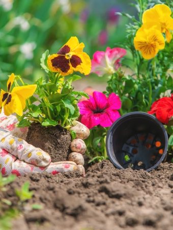 Soil Scientists Warn: This Common Amendment Is Spreading Heavy Metals Into Home Gardens