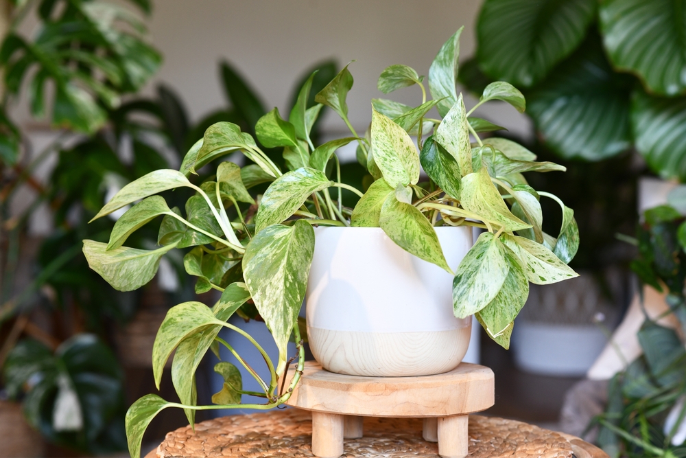 These Are 8 Houseplants That Don't Need A Lot Of Light