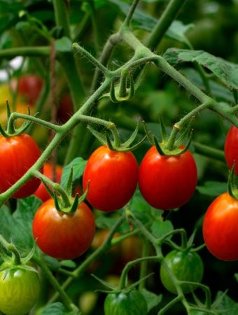 These Are 9 Ridiculously Easy Plants Every First‑Time Gardener Can Grow