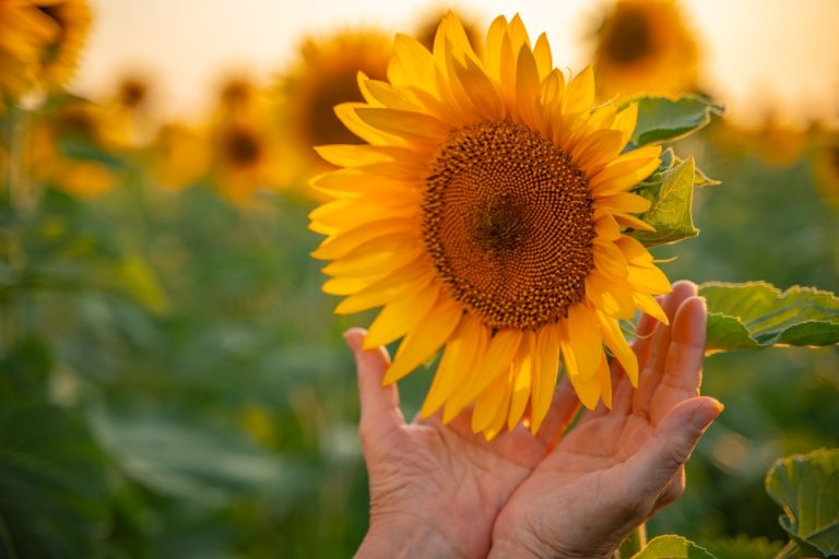 Impatient Gardeners: 7 Plants That Will Grow Faster Than You'd Think