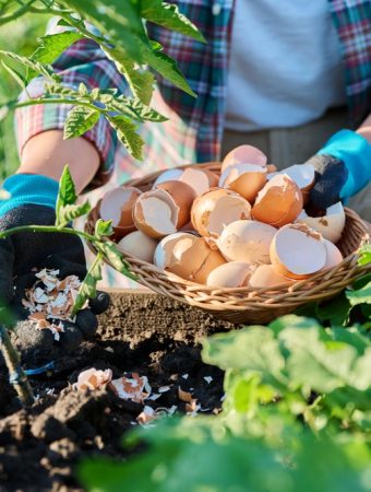 These Are 12 Zero‑Waste Gardening Ideas That Turn Scraps Into Something Useful