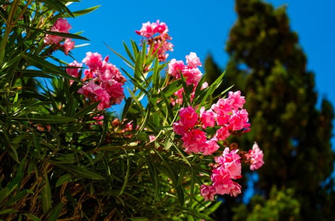 Pet Owners in the South Are Reporting Seizures Linked to This Garden Plant