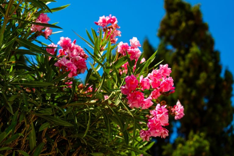 Pet Owners in the South Are Reporting Seizures Linked to This Garden Plant