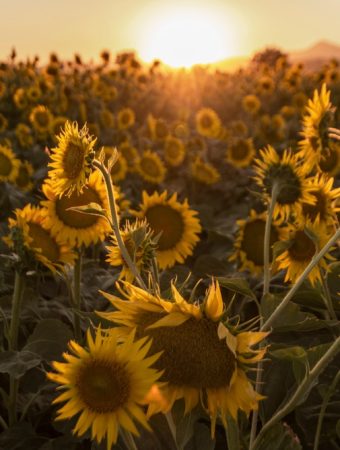 These 5 Plant Pairings Are Killing Yields in Backyard Gardens