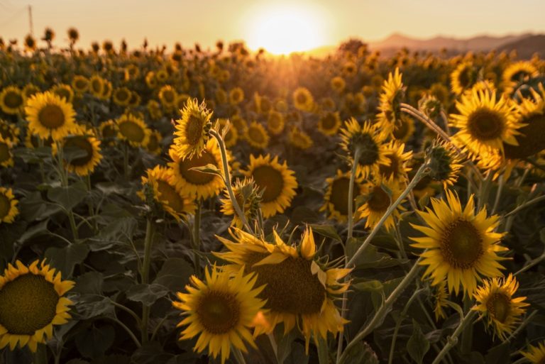 These 5 Plant Pairings Are Killing Yields in Backyard Gardens