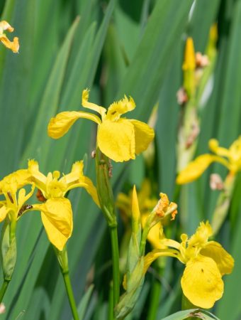 Homeowners in These 5 States Are Being Fined for Growing This “Invasive” Flower