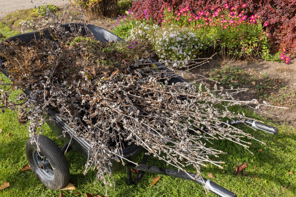 NC State Agriculture Officials Issue New Alert About an Invasive Pest Moving Into Backyards