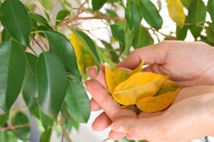 Experts Say This Winter Habit Is Causing Houseplants to Drop Leaves