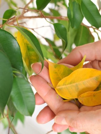 Experts Say This Winter Habit Is Causing Houseplants to Drop Leaves