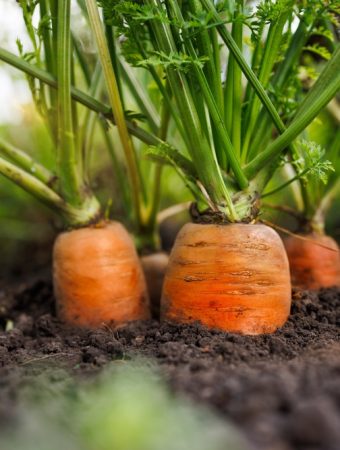 These Are 9 Seeds You Can Plant Immediately — No Matter the Weather