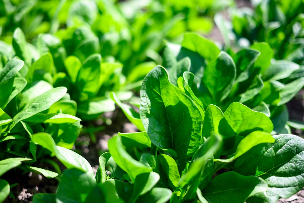 These Are 9 Seeds You Can Plant Immediately — No Matter the Weather