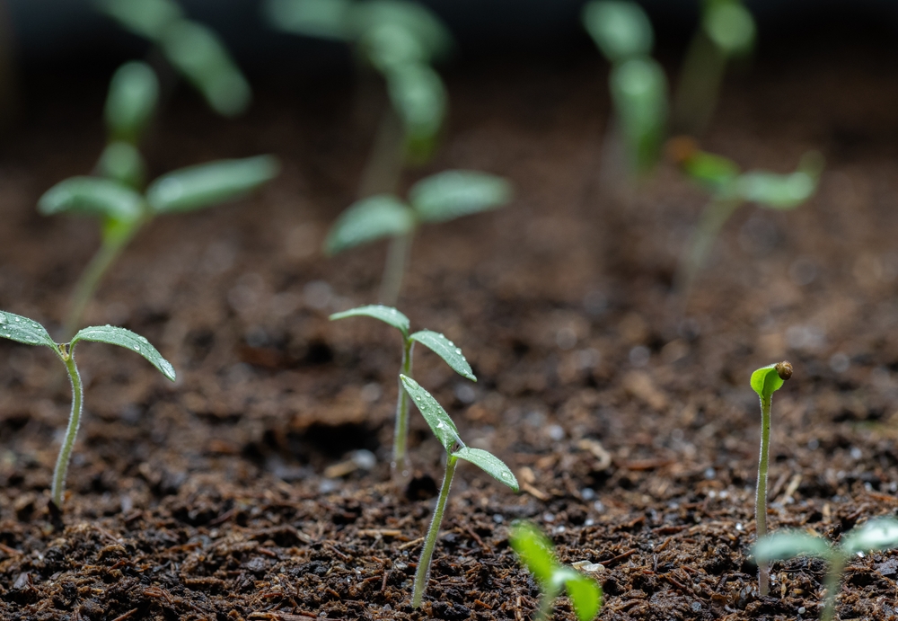 These Are 5 Tips For Successfully Reviving 100 Year Old Tomato Seeds