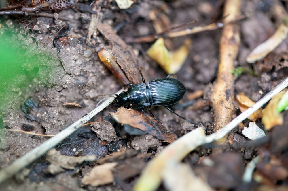 Florida Gardeners Warned: This Invasive Beetle Is Destroying Fruit Trees