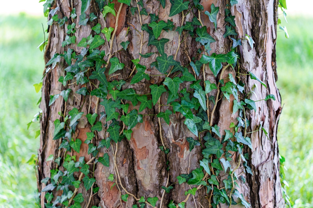 You'll Never Be Able To Get Rid Of These 5 Plants Once They're In The Ground