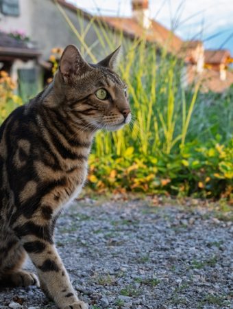 Gardeners Are Planting This “Safe” Shrub — But It’s Deadly for Cats