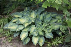 These Are 12 Plants That Love Shade and Flourish Where Sun Won’t