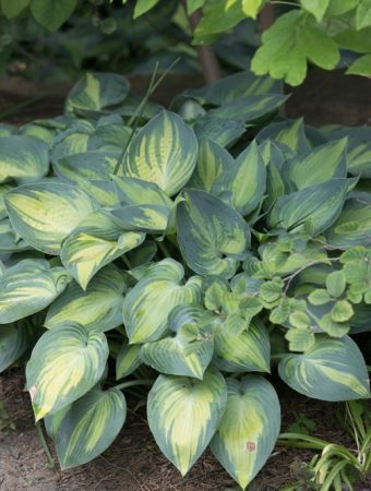 These Are 12 Plants That Love Shade and Flourish Where Sun Won’t