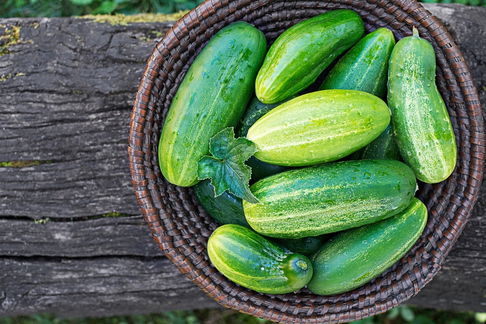 You Should Never Plant These 5 Things Next To Each Other