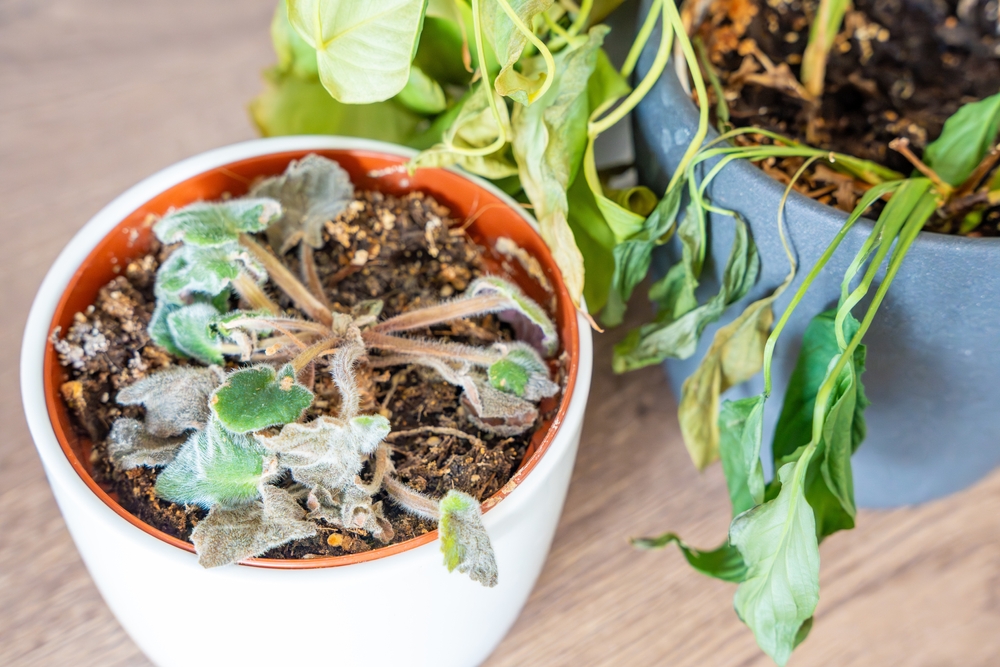 These ‘Unkillable’ Houseplants Are Dying in Droves This Winter — Here’s Why