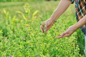 These 10 Plants Fix Bad Soil — Without Costly Amendments