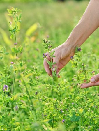 These 10 Plants Fix Bad Soil — Without Costly Amendments