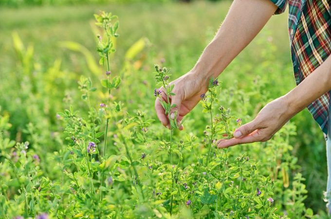 These 10 Plants Fix Bad Soil — Without Costly Amendments