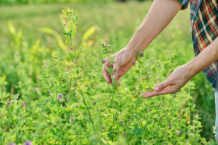 These 10 Plants Fix Bad Soil — Without Costly Amendments