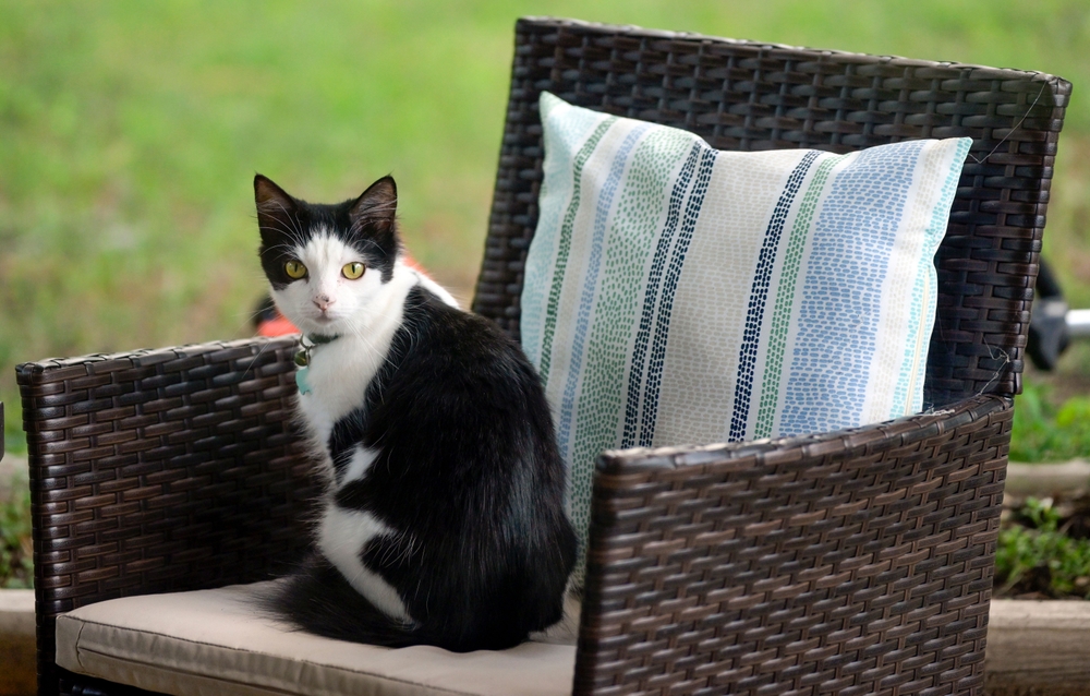 The Mulch That’s Causing Seizures in Cats — And It’s Still Being Sold in Stores