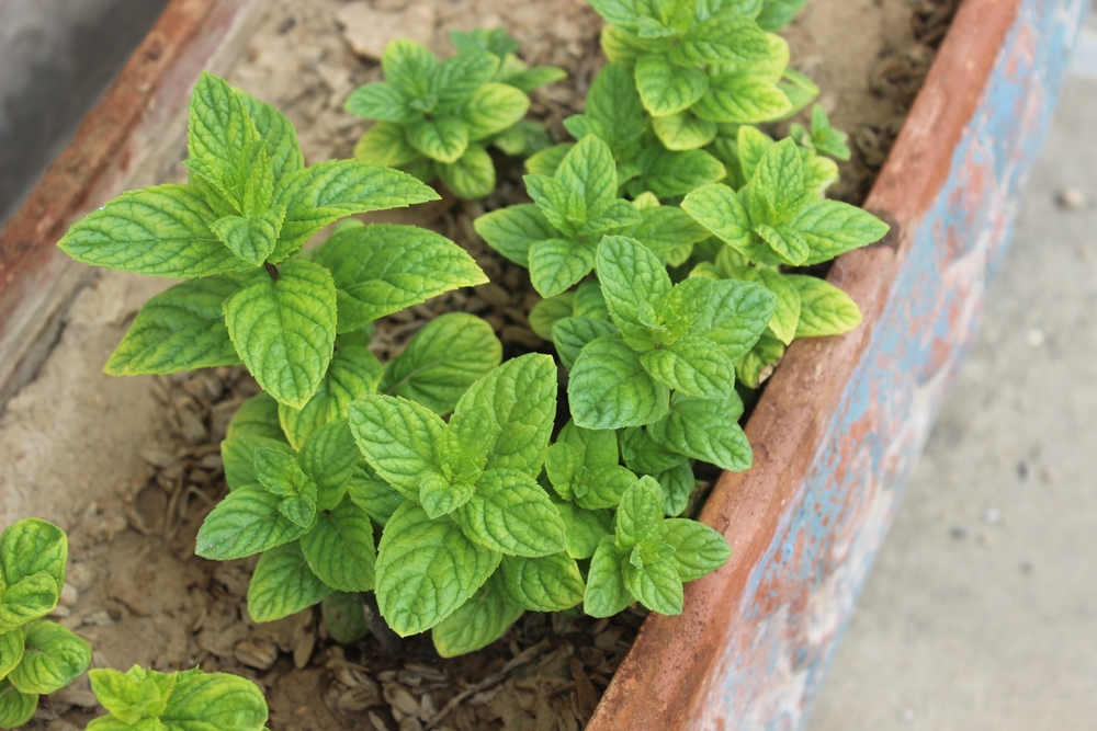 These 5 Plant Pairings Are Killing Yields in Backyard Gardens